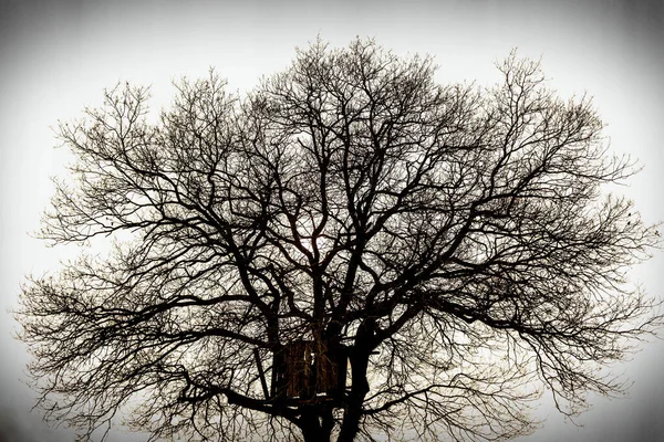 Gros Plan Sur Une Silhouette Arbre Avec Beaucoup Branches France — Photo