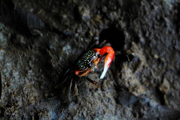 Close Pequeno Caranguejo Vermelho Manguezal Andando Uma Superfície Pedra Áspera — Fotografia de Stock