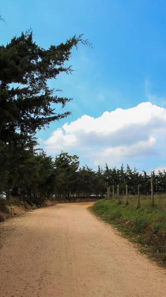 Vue Verticale Sentier Entouré Buissons Arbres Par Une Journée Nuageuse — Photo