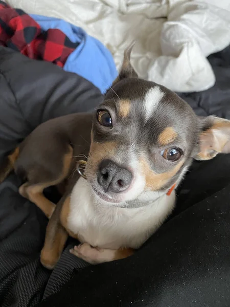 Primer Plano Perro Pequeño Casa —  Fotos de Stock