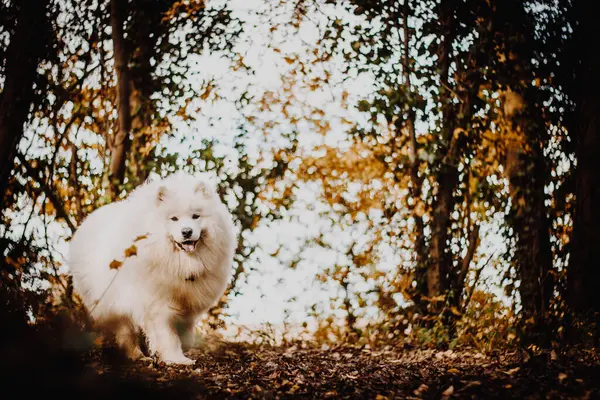 Retrato Close Brincalhão Branco Fofo Samoyed Cão Livre Parque Outono — Fotografia de Stock