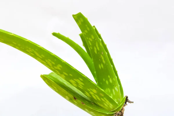 Uma Raiz Planta Aloe Vera Isolada Sobre Fundo Branco — Fotografia de Stock