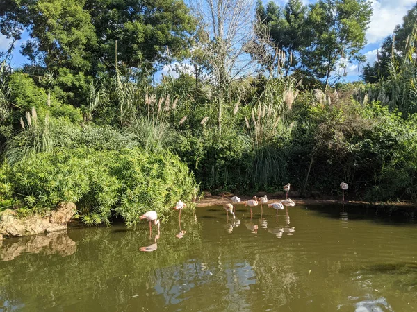 Ağaçlarla Çevrili Küçük Bir Gölde Bir Grup Flamingo — Stok fotoğraf