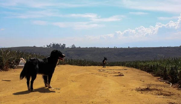 Eine Nahaufnahme Von Schwarzen Schäferhunden Die Auf Einem Pfad Gehen — Stockfoto