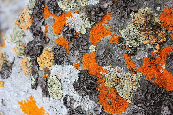 覆盖苔藓的岩石纹理抽象背景特写 — 图库照片