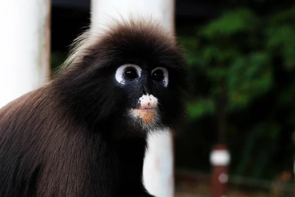 Portret Zbliżeniowy Dusky Leaf Monkey Ciemnoszarym Futrem Białymi Plamami Wokół — Zdjęcie stockowe