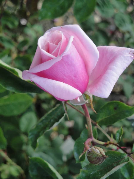 Zdjęcie Bliska Pięknej Różowej Róży Petrin Park Praga — Zdjęcie stockowe