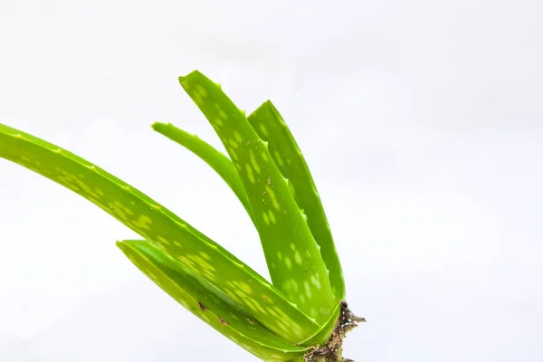 Μια Ρίζα Φυτού Aloe Vera Απομονωμένη Λευκό Φόντο — Φωτογραφία Αρχείου
