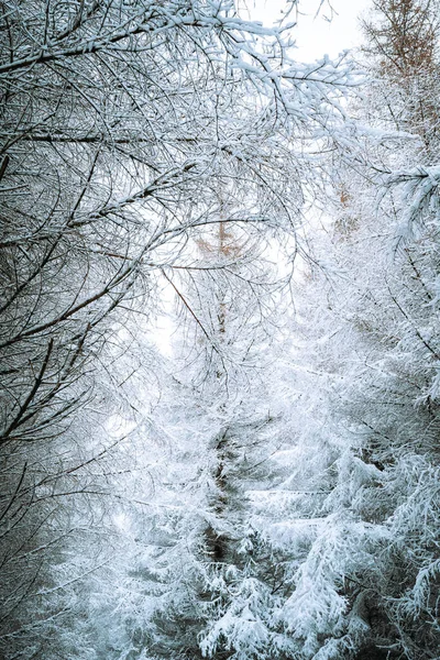 Uma Bela Paisagem Uma Floresta Com Monte Abetos Cobertos Neve — Fotografia de Stock