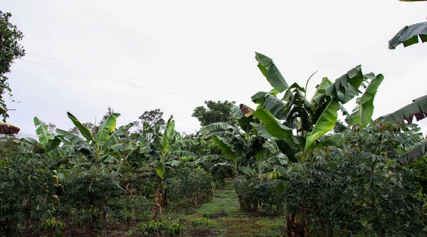 Zbliżenie Ujęcie Bananowych Palm Ogrodzie — Zdjęcie stockowe