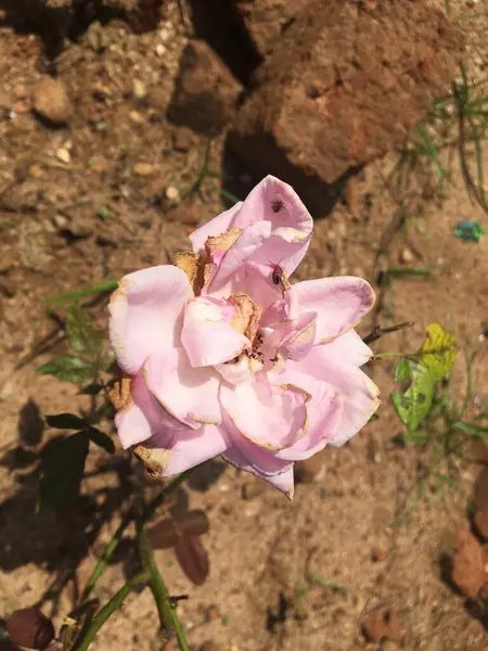Egy Függőleges Lövés Egy Virágzó Rózsaszín Rózsa Kertben — Stock Fotó