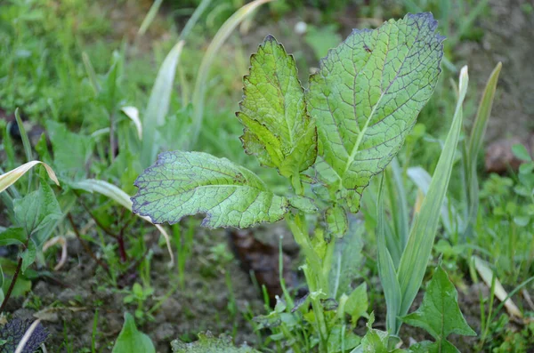 Closeup Green Mustard Plants Growing Farm Field Blurry Background — Stock Photo, Image