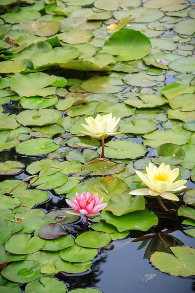 Vertical Shot Beautiful Water Lilies Garden Pond — Stock Photo, Image