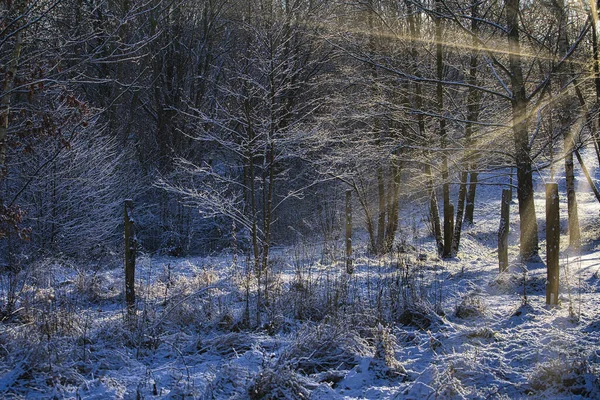 Trees Snowy Winter Park Sunr — Stock Photo, Image
