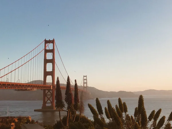 加州旧金山的金门大桥悬索桥 岸边有开花的植物 — 图库照片