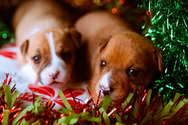 Die Entzückenden American Staffordshire Terrier Welpen Mit Weihnachtsdekoration — Stockfoto