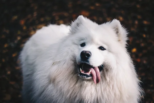 一只嬉闹的白色毛茸茸的萨摩亚狗站在秋天公园的特写镜头 — 图库照片