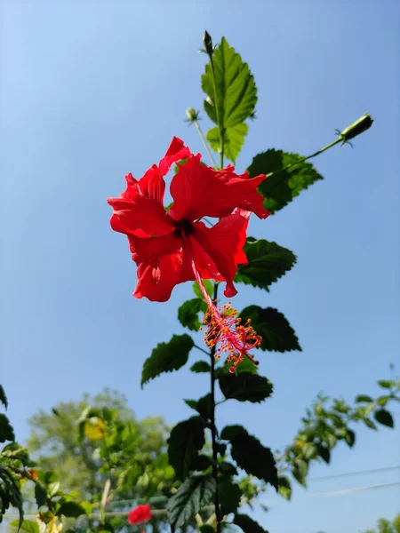 在明亮的天空下 一张红色芙蓉花的垂直特写照片 — 图库照片