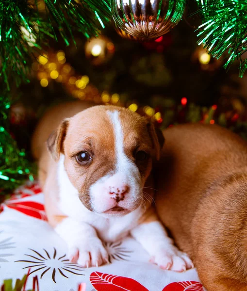 Een Schattige Amerikaanse Staffordshire Terrier Puppy Met Kerstversiering — Stockfoto