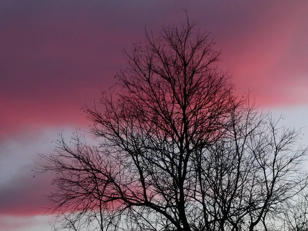 Arkasında Güzel Mor Bir Sabah Gökyüzü Olan Çıplak Yapraksız Bir — Stok fotoğraf