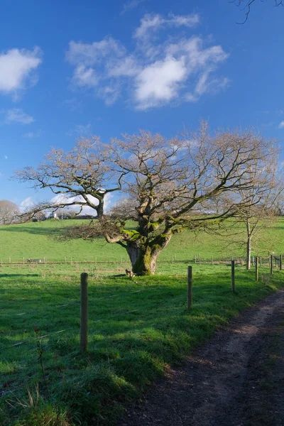 Plan Vertical Vieil Arbre Cultivé Dans Champ Vert Contre Ciel — Photo