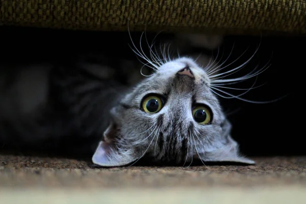 Ein Nahaufnahme Porträt Einer Verspielten Hauskatze Die Kopfüber Unter Einem — Stockfoto