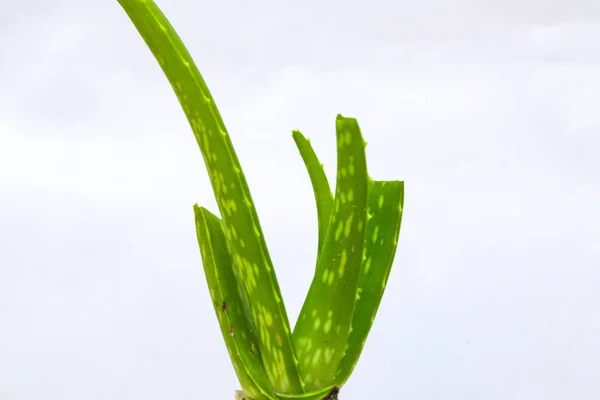 Aloe Vera Plant Root Isolated White Background — Stock Photo, Image