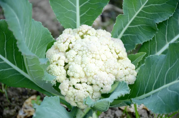 Organic Cauliflower Plant Green Leaves Garden — Stock Photo, Image