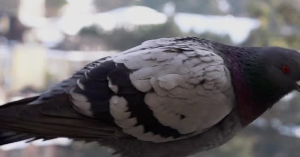 Gołębie Dachu Domu — Wideo stockowe