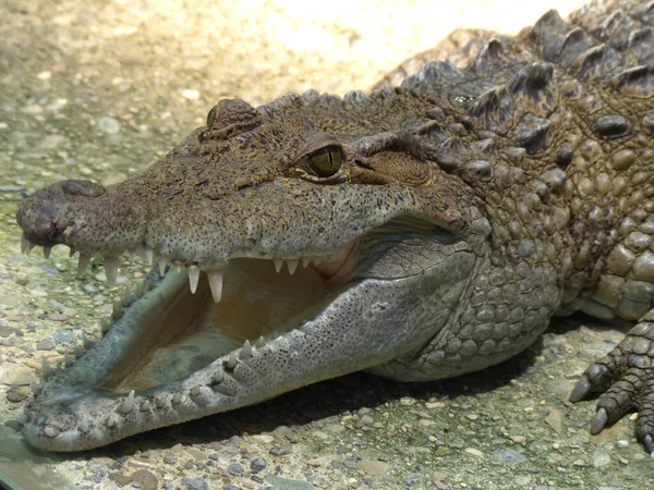 Grand Crocodile Dangereux Dans Son Habitat Naturel — Photo