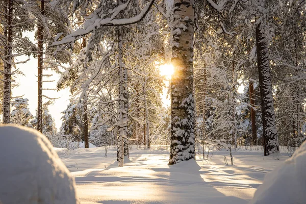 Парк Высокими Деревьями Полностью Покрытыми Снегом Солнце — стоковое фото