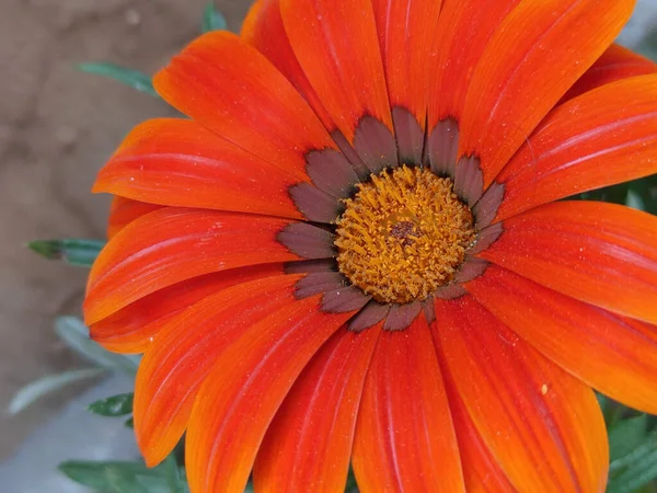 Szelektív Fókusz Lövés Egy Gyönyörű Narancssárga Afrikai Százszorszép Virág — Stock Fotó