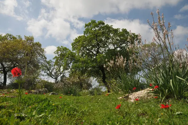 Een Prachtig Landschap Met Rode Klaprozen Een Veld Bomen Onder — Stockfoto