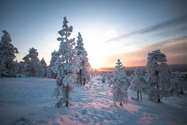 Красивый Снимок Зимнего Пейзажа Деревьями Покрытыми Снегом Закате — стоковое фото