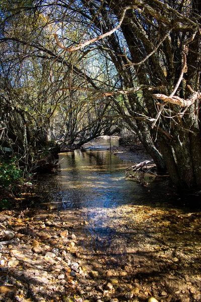 Parkta Yapraksız Ağaçlarla Çevrili Bir Nehrin Dikey Görüntüsü — Stok fotoğraf