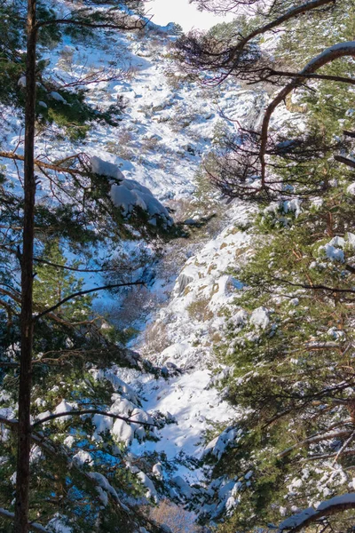 Egy Gyönyörű Táj Téli Táj Örökzöld Fák — Stock Fotó