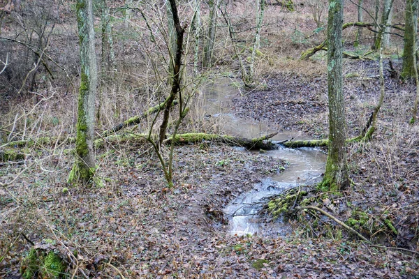 Uma Paisagem Pequeno Riacho Com Água Corrente Floresta — Fotografia de Stock