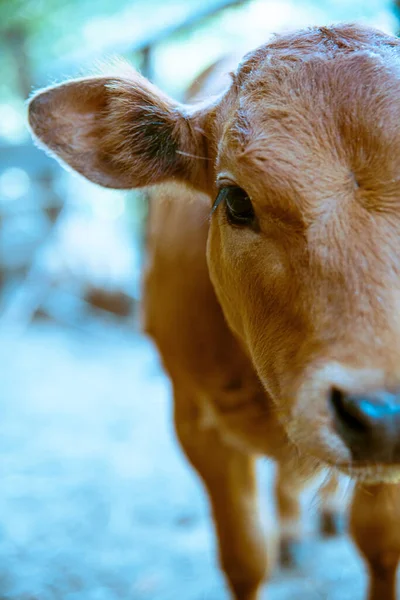 Egy Közeli Felvétel Egy Homályos Hátterű Barna Borjúról — Stock Fotó