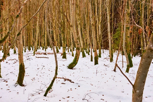 Gros Plan Une Forêt Après Une Chute Neige Fraîche Avec — Photo