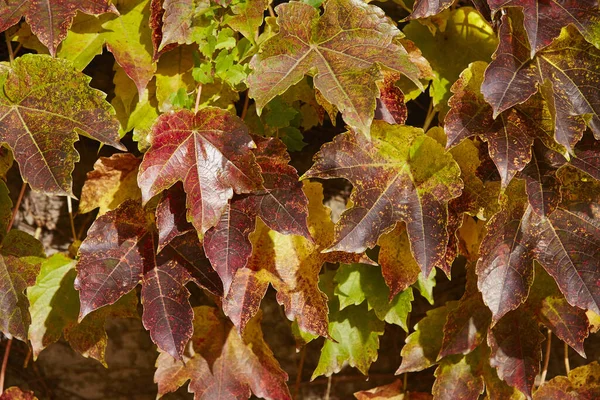 Eine Nahaufnahme Von Schönen Und Farbenfrohen Herbstblättern Freien Unter Dem — Stockfoto