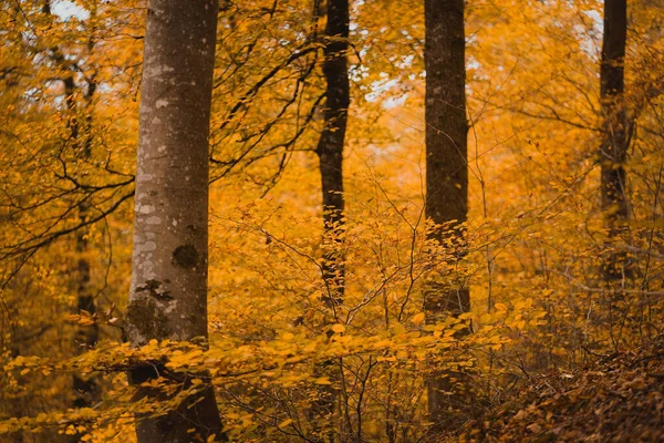 Uma Bela Vista Árvores Amarelas Uma Floresta Outono — Fotografia de Stock