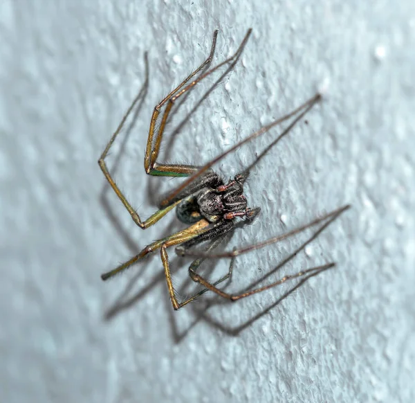 Een Close Shot Van Een Spin Een Wit Oppervlak — Stockfoto