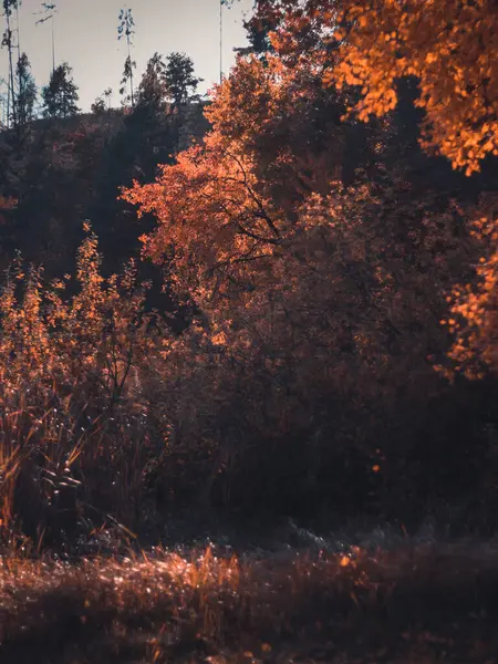 Eine Vertikale Aufnahme Der Goldenen Blätter Von Bäumen Einem Wald — Stockfoto