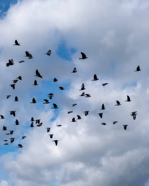 Зграя Птахів Летять Фоні Хмарного Неба — стокове фото