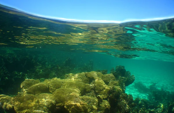 Прекрасний Знімок Підводного Життя — стокове фото