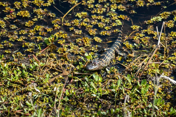 Uitzicht Een Jonge Alligator Aan Zijkant Van Het Moerassige Gebied — Stockfoto