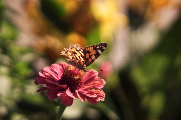Bir Çiçekte Polen Toplayan Güzel Bir Kelebeğin Makro Görüntüsü — Stok fotoğraf