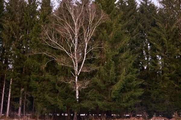 Primo Piano Una Foresta Dopo Una Fresca Nevicata Con Alberi — Foto Stock