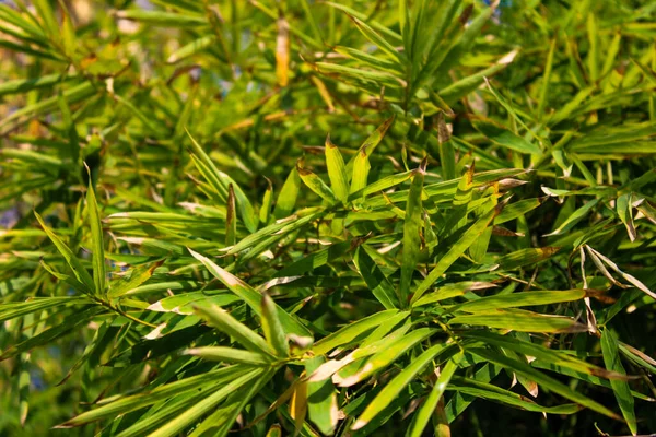 竹の木の緑の葉のクローズアップショット — ストック写真