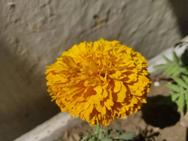 Tiro Foco Seletivo Uma Bela Flor Calêndula Amarela — Fotografia de Stock